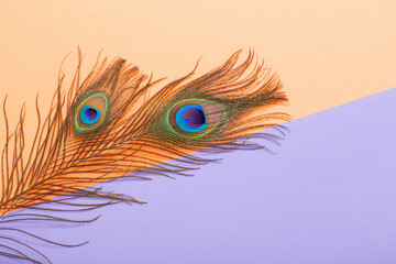 peacock feather on pastel color paper background  background