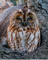 great horned owl