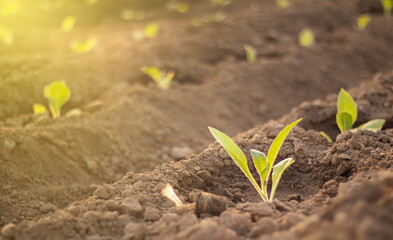 Saplings planted first day in tobacco field, tobacco seedlings green leave of tobacco, tobacco season agriculture background. Growth plant concept.