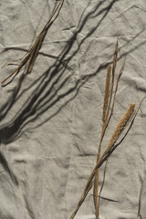 Elegant gentle dried grass stalks with warm sunlight shadow reflections on crumpled neutral beige linen cloth