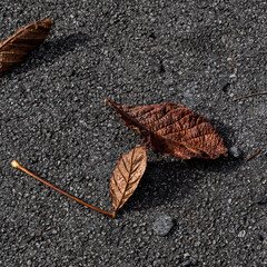 Feuilles colorées sur trottoir