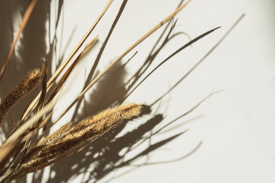 Aesthetic dried pampas grass, reeds in soft sunlight shadows on neutral wall. Minimalist Parisian vibes floral composition