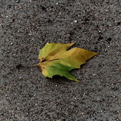 Feuilles colorées sur trottoir