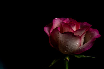 Macro dark burgundy rose on a black background. Soft focus
