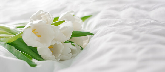 White tulips flowers on the white background. Copy space. Long panoramic banner for design.