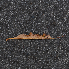 Feuilles colorées sur trottoir