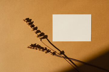 Paper sheet card with blank mockup copy space and dried flower grass on warm tan background with...