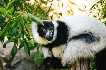 White and black ruffed lemur outdoors