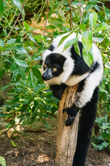 Fototapeta premium White and black ruffed lemur outdoors