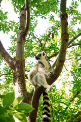 Lemur catta in an open green and fresh environment