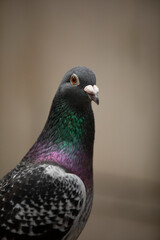 close up checker color of male homing pigeon