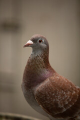 close up red check color  homing pigeon in home loft