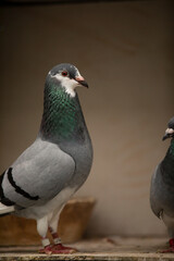 close up male homing pigeon in home loft