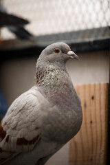 close up head of mealy color homing pigeon