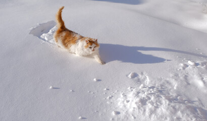 yard cat walks in deep snow in winter