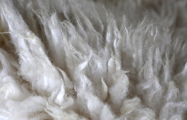 texture of natural sheep's wool fibers