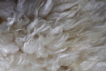 texture of natural sheep's wool fibers