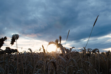 Autumn sunset over wheat field, harvest time, farming