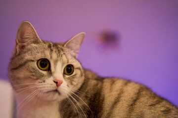 Scottish straight cat. Portrait of a cute cat