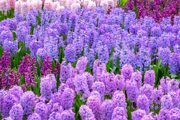 Obraz premium Keukenhof purple and lilac flowers, Netherlands