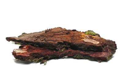 Fototapeta premium Rotten, wet branch isolated on white, side view