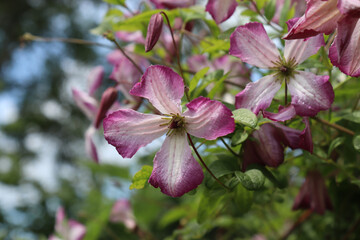 The beautiful summer flowers of the climbing plant Clematis viticella 'Minuet'. A cluster of white...