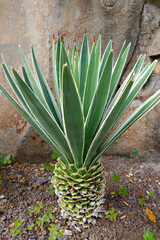 Close-up on a green viviparous agave. Nature background.