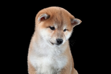 Cute Shiba Ina puppy, close-up portrait