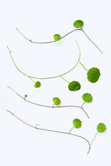 Fresh green centella asiatica leaves on white background.