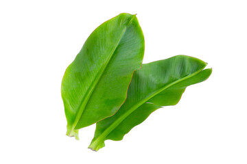 Fresh banana leaf on white background.