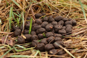 Hare droppings, bay leaves in the grass
