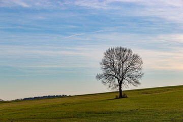 Obraz na płótnie Canvas Tree in the field. Late autumn or early spring.