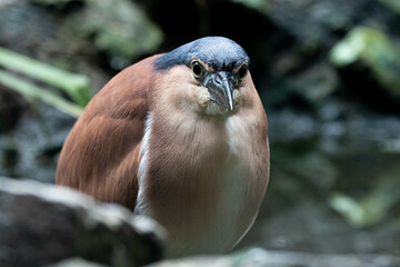 Close up Beautiful Bird, Nankeen Night Heron (Nycticorax caledonicus)