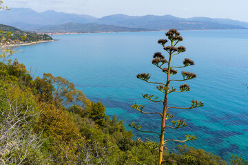 A flowering agave plant with a turquoise sea in the background, taken in Italy. The agave is a...