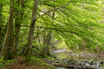 A beautiful scene of nature in the Apennine Mountains, Italy. Fresh spring leaves and mountain stream.