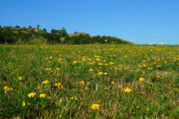 Green pasture strewn with birdsfoot trefoil (lotus corniculatus) yellow wild flowers on beautiful summer day with clear blue sky in Transylvania, Romania