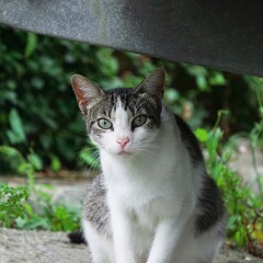 beautiful stray cat looking at the camera, cat portrait