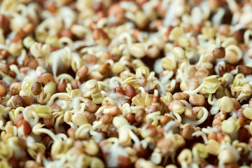 Close-up of daikon sprouts. Growing microgreens at home. Selective focus.
