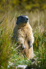 A marmot poses proudly in the alpine scenery.