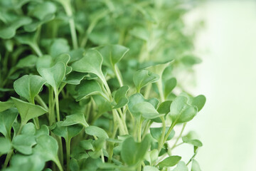 Close-up of microgreen broccoli. Concept of home gardening and growing greenery indoors. Green background