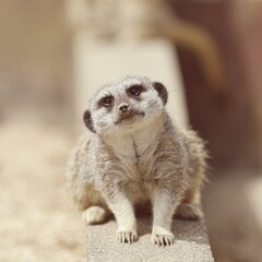 座ってこちらを見るミーアキャット