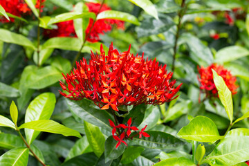 Ixora flower in the garden
