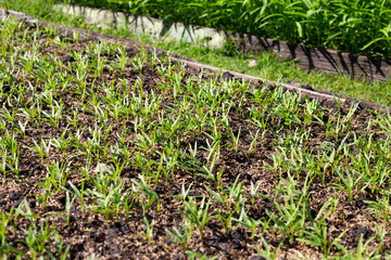 Young water convolvulus in vegetable patch