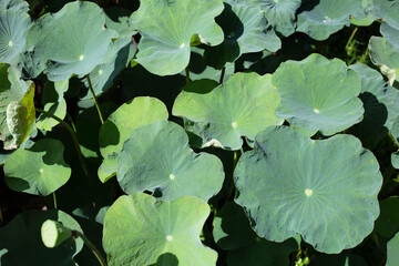 Lotus flower leaves in pond