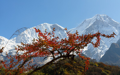 A stunning view of Manaslu, the eighth highest mountain in the world, with the vibrant hues of autumn foliage. 