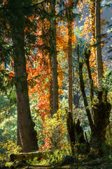 Autumn-colored trees along the trail to Kanchenjunga Base Camp in Nepal, the third-highest mountain in the world.
