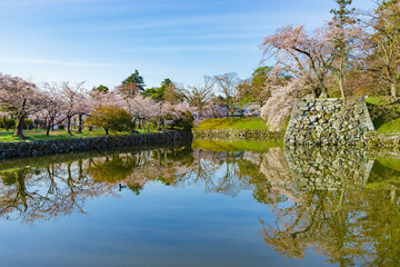 Fototapeta na wymiar 彦根城の桜風景