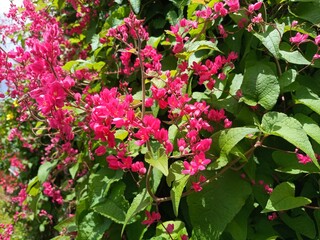 Pink mexican creeper antigonon leptopus blossoming in the garden