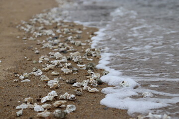 해안의 조개 껍데기