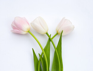 White pink tulips on white background.